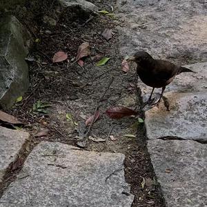 天天舔天天射天天干
